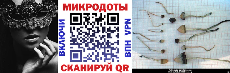Псилоцибиновые грибы Psilocybe  Усть-Катав 